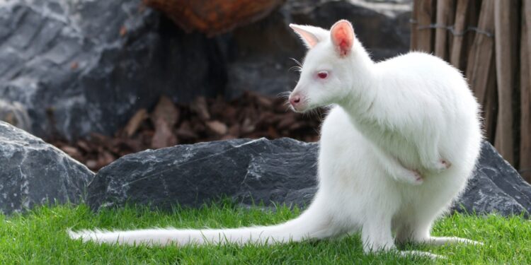 Wallaby, een van de diersoorten in het gerenoveerde boederijgebied in Pairi Daiza / Beeld: Alain Pirnay