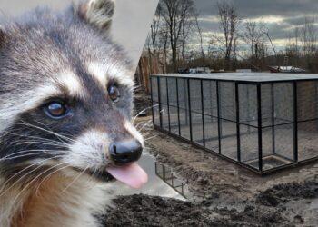 Bijna alle wasberen van AquaZoo Leeuwarden ontsnapt