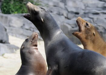 Wildlands sluit niet uit zeehonden bij zeeleeuwen te gaan houden