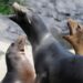Wildlands sluit niet uit zeehonden bij zeeleeuwen te gaan houden