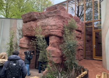 Foto’s: Ouwehands Dierenpark opent eerste koalaverblijf in Nederland