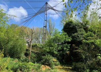 Meer details over grote bouwplannen Blijdorp: extra diersoorten en Indiaas dorp