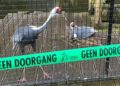 Diergaarde Blijdorp zet volière af met bijzonder kraanvogelnest