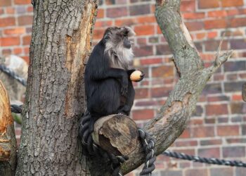 Bedreigde baardaap gestolen uit Duitse dierentuin