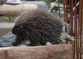 Na wasberen, ook boomstekelvarken ontsnapt uit AquaZoo Leeuwarden