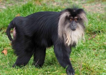 Bedreigde baardaap gestolen uit Duitse dierentuin