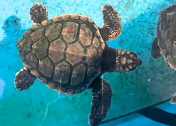 Vijf zeeschildpadden overleden door technisch mankement in Diergaarde Blijdorp