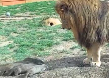 Bijzonder: dierentuin combineert leeuwen en mangoesten in één verblijf