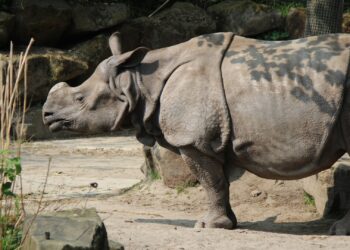 Laatste Indische neushoorn van Diergaarde Blijdorp gaat weg