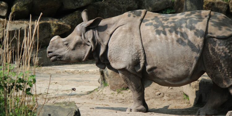 Een Indische neushoorn  in Diergaarde Blijdorp