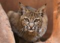 Burgers’ Zoo stopt definitief met rode lynxen