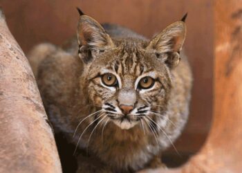 Burgers’ Zoo stopt definitief met rode lynxen