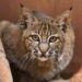 Burgers’ Zoo stopt definitief met rode lynxen