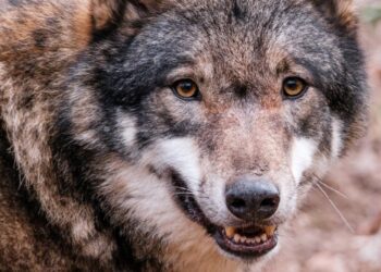 Dierenpark Amersfoort start met nieuwe wolvenroedel: eerste dieren gearriveerd
