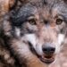 Dierenpark Amersfoort start met nieuwe wolvenroedel: eerste dieren gearriveerd