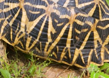 Binnenkort nieuwe reptielensoort te zien in Burgers’ Zoo