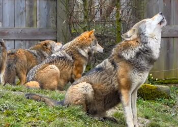 GaiaZoo heeft plannen voor ‘unieke’ invulling leegstaand wolvenverblijf