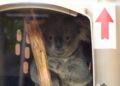 Video: eerste koala’s gearriveerd in Nederland