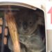 Video: eerste koala’s gearriveerd in Nederland
