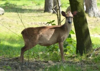 Brabants dierenpark aast op Nederlandse primeur met komst zeldzame duiker-antilopen