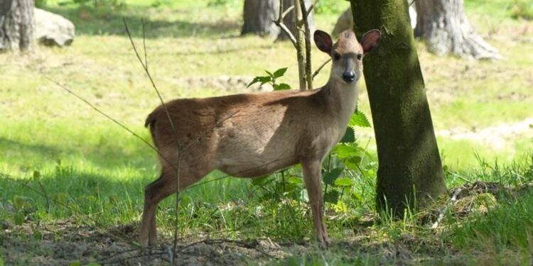 Rode duikers zijn de meest voorkomende duiker-soort in Europese dierentuinen.