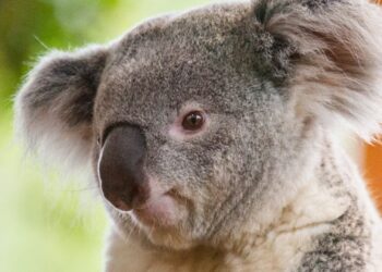 Opvallend: Ouwehands Dierenpark geeft hoge korting na opening koalaverblijf