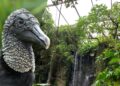 Burgers’ Zoo laat grote roofvogels los in tropenhal de Bush