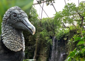Burgers’ Zoo laat grote roofvogels los in tropenhal de Bush