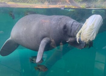 Belgische dierentuin Pairi Daiza krijgt hotelkamers met zicht op zeekoeien