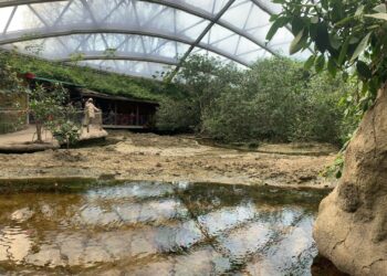 Burgers’ Zoo verwelkomt meer dan 150 nieuwe dieren in mangrovehal