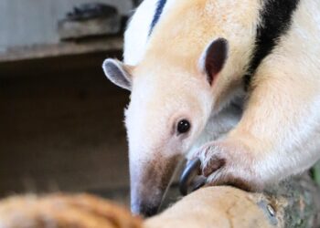 Gelders dierenpark presenteert drie nieuwe diersoorten voor Zuid-Amerika gebied