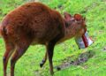 Triest: afval van bezoekers belandt in pandaverblijf Ouwehands Dierenpark