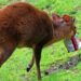 Triest: afval van bezoekers belandt in pandaverblijf Ouwehands Dierenpark