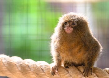 Wildlands Emmen krijgt nieuwe groep met kleinste apen ter wereld