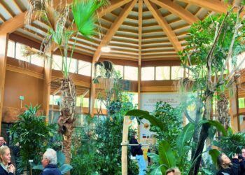 Zorgen om vlinders in koalaverblijf Ouwehands Dierenpark: ‘Dat wordt geen succes’