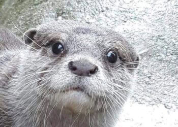 Nieuwe ‘dierentuin’ geopend in Groningen met otters, capibara’s en stokstaartjes