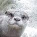 Nieuwe ‘dierentuin’ geopend in Groningen met otters, capibara’s en stokstaartjes