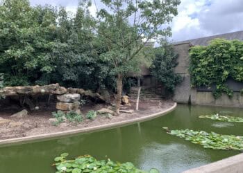 Artis wil halfapen houden in voormalig leeuwenverblijf