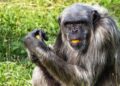Chimpansee overleden in Beekse Bergen na gevecht met soortgenoten