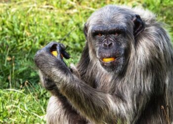 Chimpansee overleden in Beekse Bergen na gevecht met soortgenoten