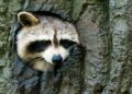 Ruim een maand na ontsnapping: nog steeds wasberen vermist uit AquaZoo