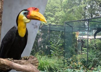 Burgers’ Zoo gaat fazanterie slopen: plannen voor nieuwe ecodisplay