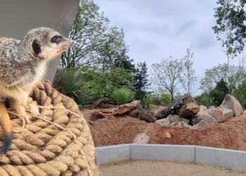 Nieuwe diersoort gearriveerd in Vogelpark Avifauna: stokstaartjes