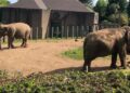 Burgers’ Zoo krijgt mogelijk deze twee nieuwe olifanten: Dhunja en Yhetto