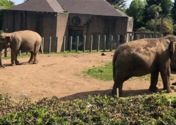Burgers’ Zoo krijgt mogelijk deze twee nieuwe olifanten: Dhunja en Yhetto