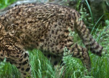 Nederlandse primeur: Zuid-Hollands dierenpark verwelkomt opnieuw zeldzame katachtige