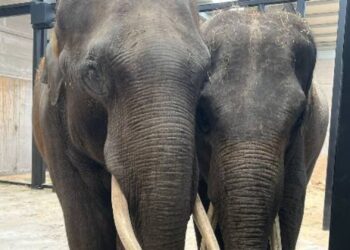 Twee olifanten van Wildlands verhuizen naar ‘onbekend’ dierenpark