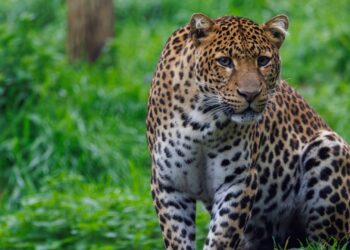 Pairi Daiza verhuist laatste Javaanse panter naar ander dierenpark