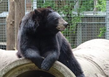 Dierenpark Zie-Zoo verhuist publiekstrekkers naar het buitenland