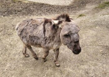 Dierentuinvereniging reageert op schokkend rapport Mondo Verde